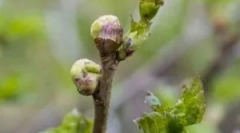 Kindle tick narzeczce i środki, aby ją zwalczać